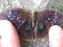 Dichorragia nesimachus formosanus