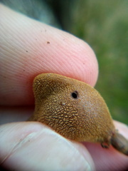 Conopomorpha cyanospila