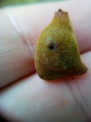 Conopomorpha cyanospila