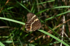 Tisiphone abeona albifascia