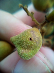 Conopomorpha cyanospila