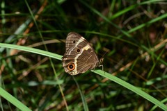 Tisiphone abeona albifascia
