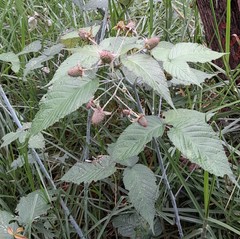 Rubus glaucus