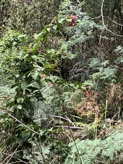 Cestrum fasciculatum