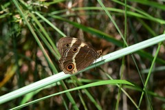 Tisiphone abeona albifascia