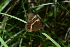 Tisiphone abeona albifascia