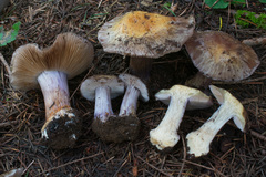 Cortinarius subolivascens