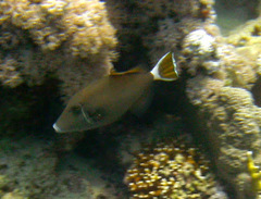 Sufflamen albicaudatum