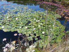 Nymphaea nouchali caerulea