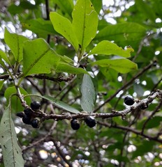 Cestrum buxifolium