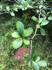 Crataegus berberifolia
