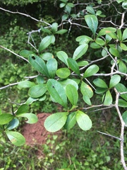 Crataegus berberifolia