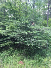 Crataegus berberifolia