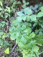 Rhus aromatica aromatica