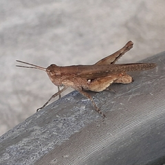 Acrididae