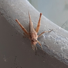 Acrididae