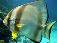 Platax orbicularis