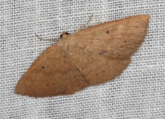 Casbia melanops