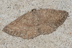 Casbia melanops