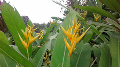 Heliconia psittacorum