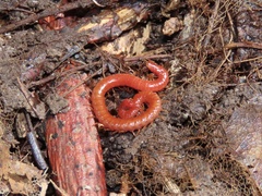 Strigamia bothriopus