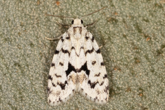 Thallarcha macilenta