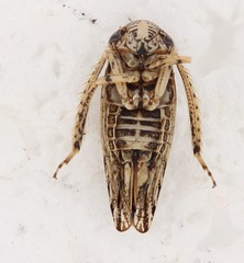 Phlepsanus