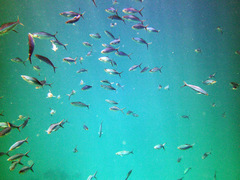 Caesio striata