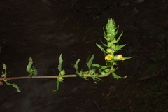 Siphonostegia