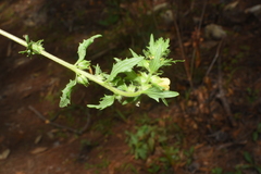 Siphonostegia