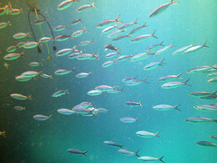 Caesio striata