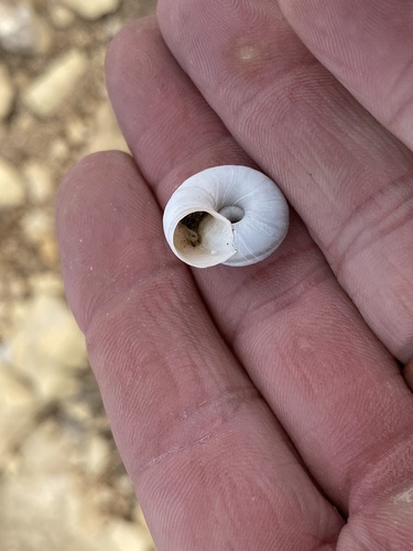 Diablo Mountainsnail