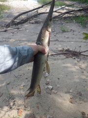 Lepisosteus platostomus