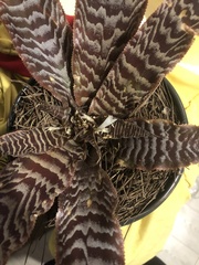 Cryptanthus