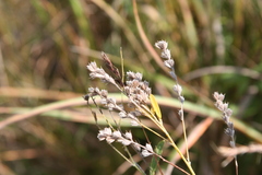 Lespedeza leptostachya