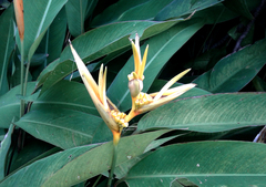Heliconia psittacorum