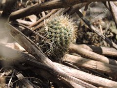 Mammillaria rhodantha