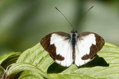 Leptophobia tovaria