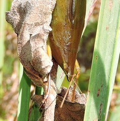 Bucrates malivolans