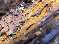 Botryobasidium aureum