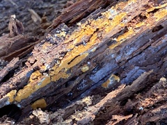 Botryobasidium aureum