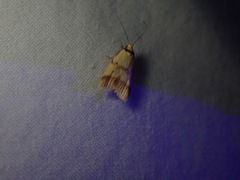 Heteroteucha anthodora