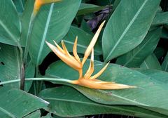 Heliconia psittacorum