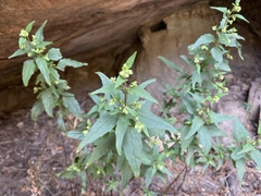 Ageratina paupercula