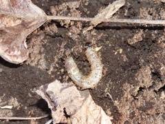 Scolecocampa liburna