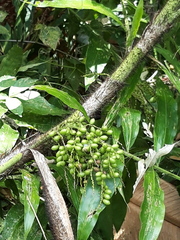 Desmoncus orthacanthos