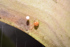 Theridion quadratum
