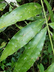 Desmoncus orthacanthos