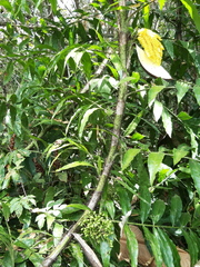 Desmoncus orthacanthos