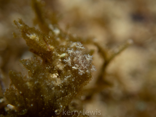 Hermaea cruciata